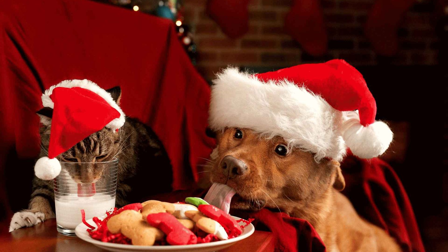 christmas-cat-and-dog